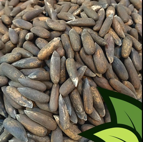 Pine Nuts (Chalgoza) – Fresh & Naturally Sweet