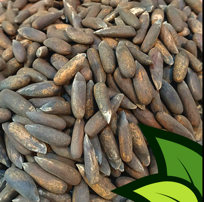 Pine Nuts (Chalgoza) – Fresh & Naturally Sweet